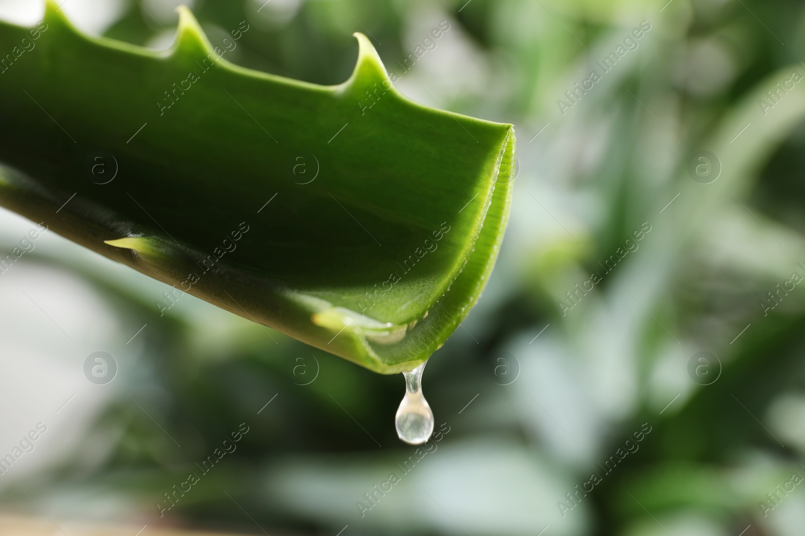 Photo of Dripping aloe vera gel from leaf against blurred background, closeup. Space for text