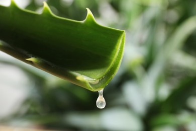 Dripping aloe vera gel from leaf against blurred background, closeup. Space for text