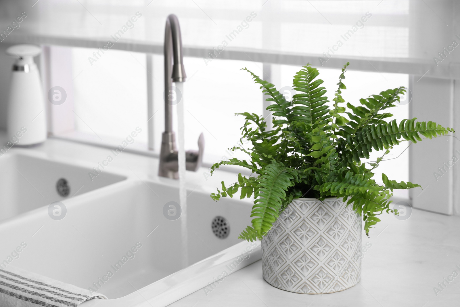Photo of Beautiful green fern on white countertop near sink in kitchen