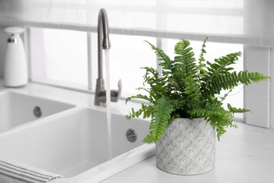 Photo of Beautiful green fern on white countertop near sink in kitchen