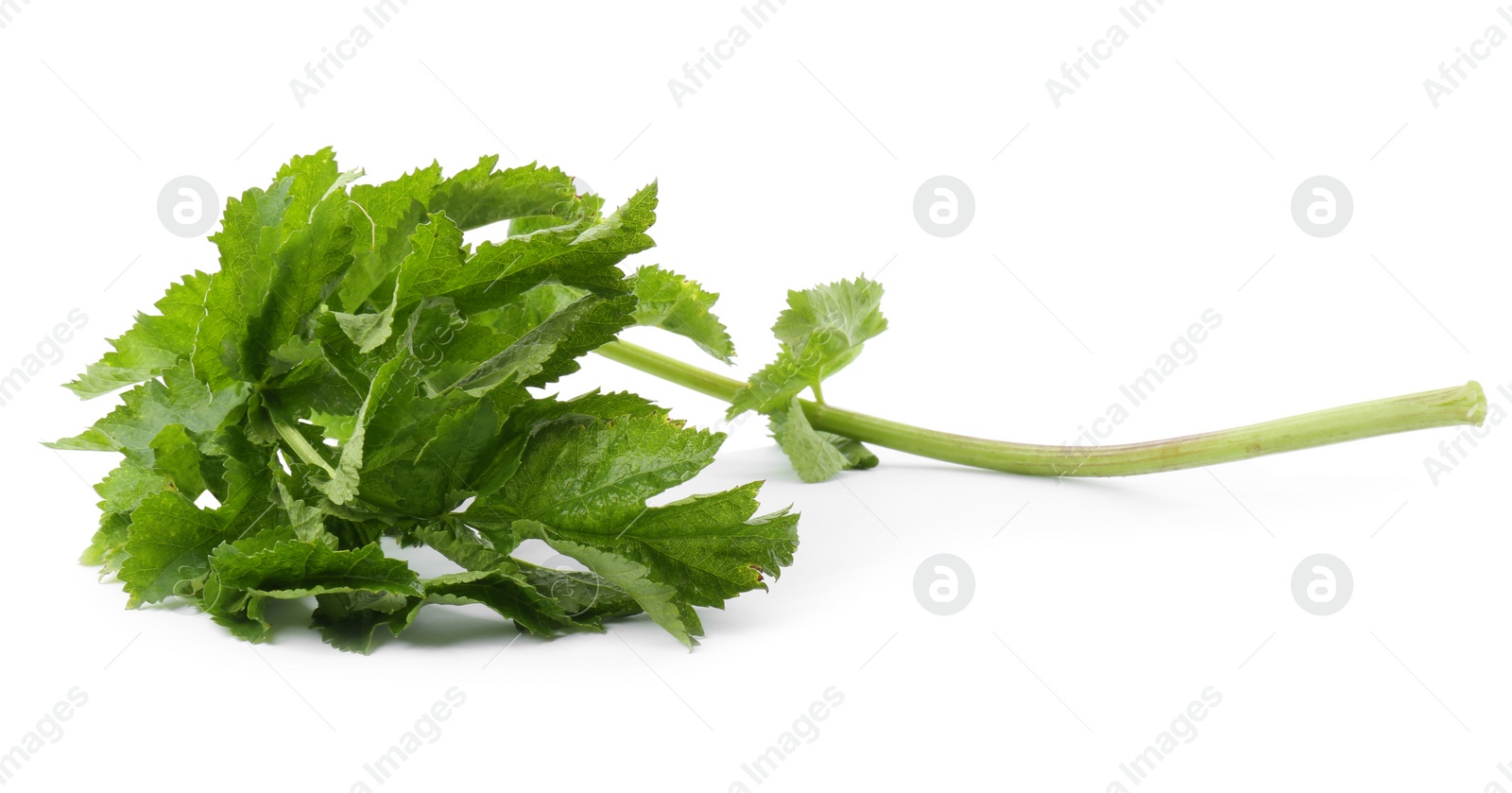 Photo of Tasty fresh green parsnip leaves isolated on white