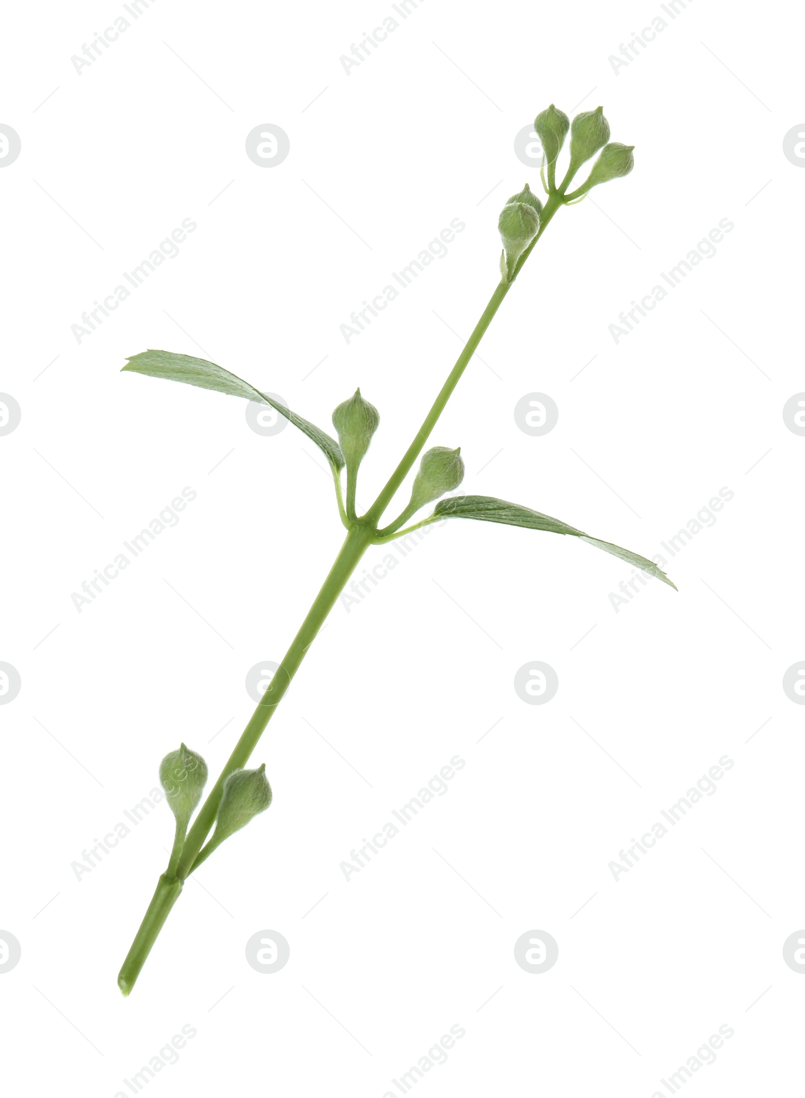Photo of Jasmine branch with buds isolated on white