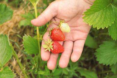 Photo of Farmer with ripening strawberries in garden