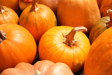 Many fresh raw whole pumpkins as background, closeup. Holiday decoration