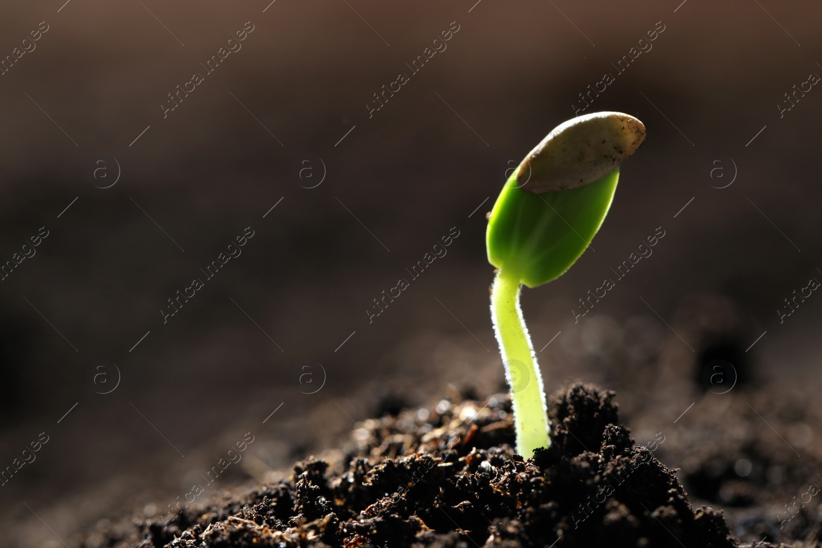 Photo of Little green seedling growing in soil, closeup. Space for text