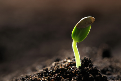 Little green seedling growing in soil, closeup. Space for text