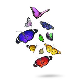 Image of Many beautiful colorful butterflies flying on white background