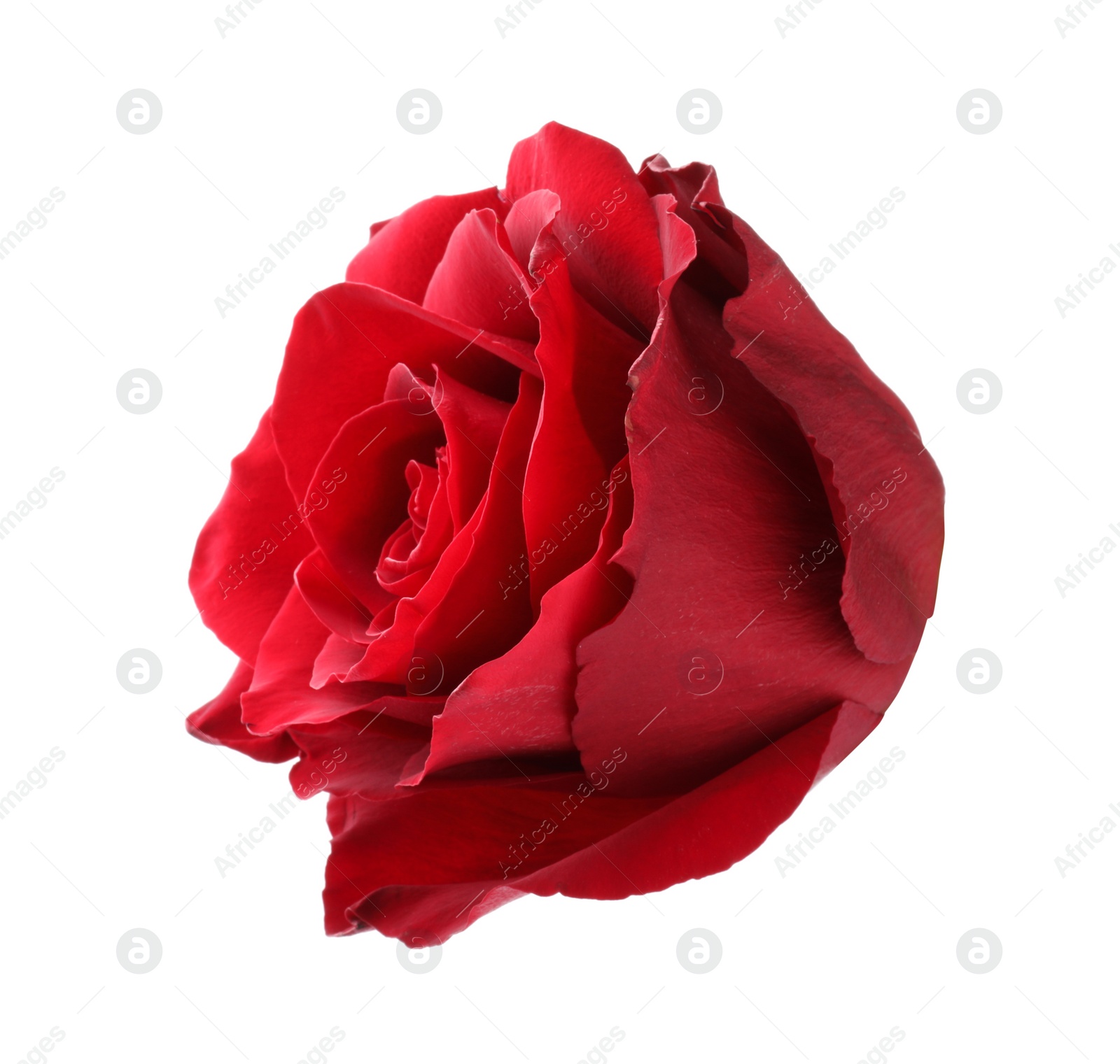 Photo of Beautiful fresh red rose isolated on white