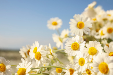 Photo of Beautiful blooming chamomiles outdoors on sunny day, closeup