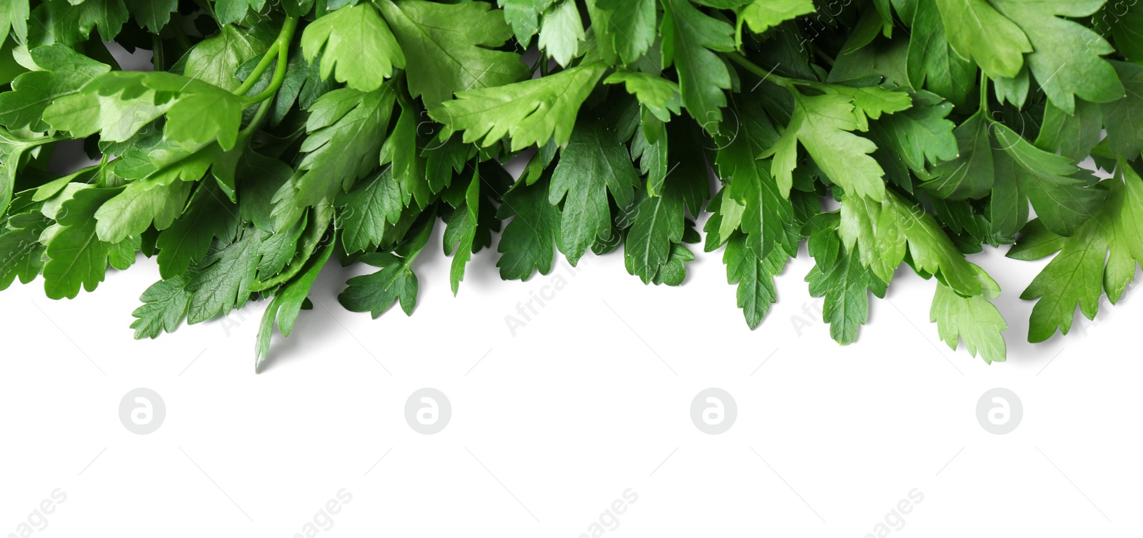 Photo of Fresh green organic parsley on white background, top view