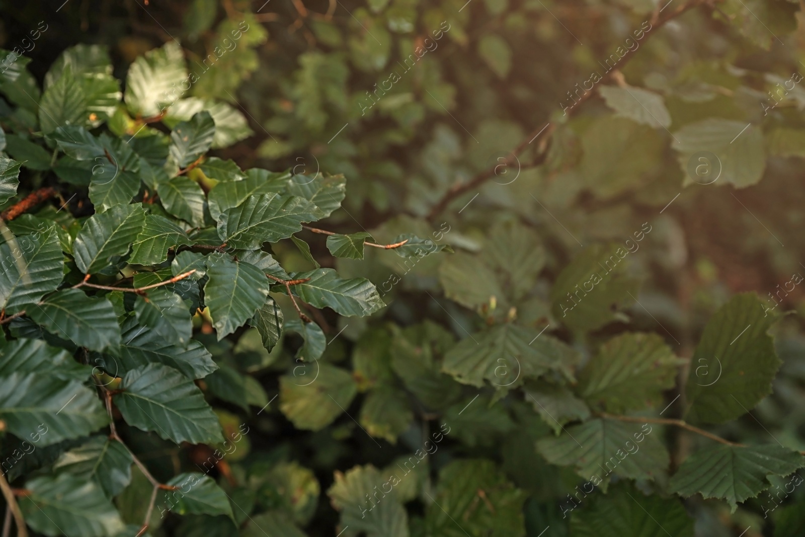 Photo of Beautiful tree with green leaves in forest, closeup