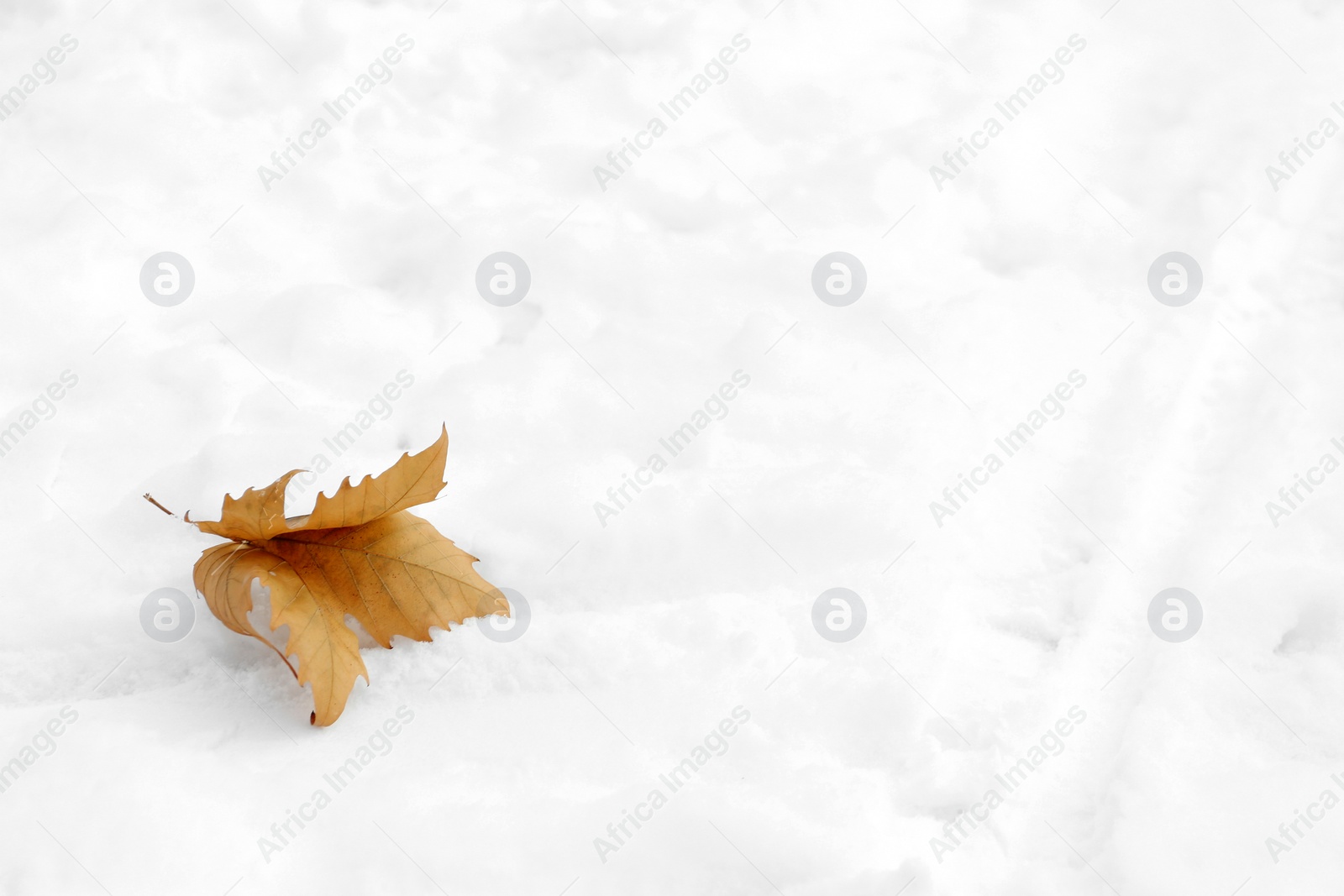 Photo of Dry leaf on snow, space for text. Winter weather