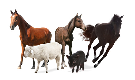 Image of Collage with horses and other pets on white background. Banner design