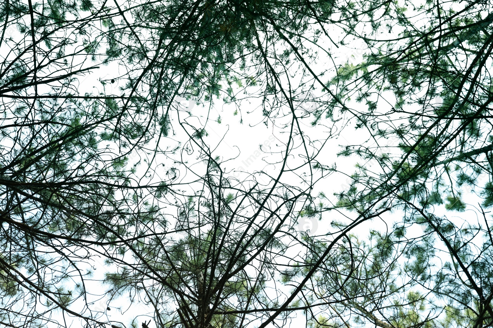 Photo of Bottom view of pine forest. Fantasy setting