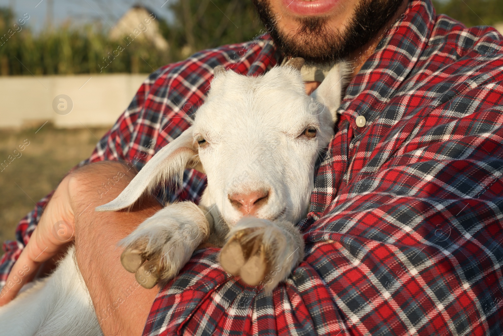 Photo of Man with baby goat at farm, closeup. Animal husbandry