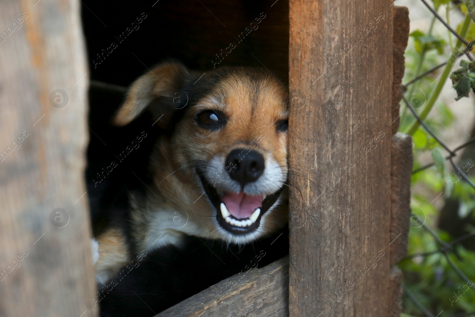 Photo of Adorable dog in wooden kennel outdoors, closeup