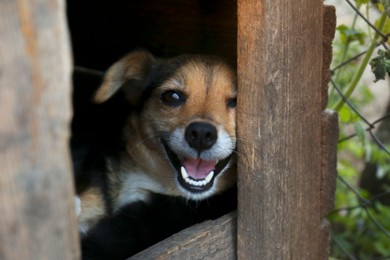 Adorable dog in wooden kennel outdoors, closeup