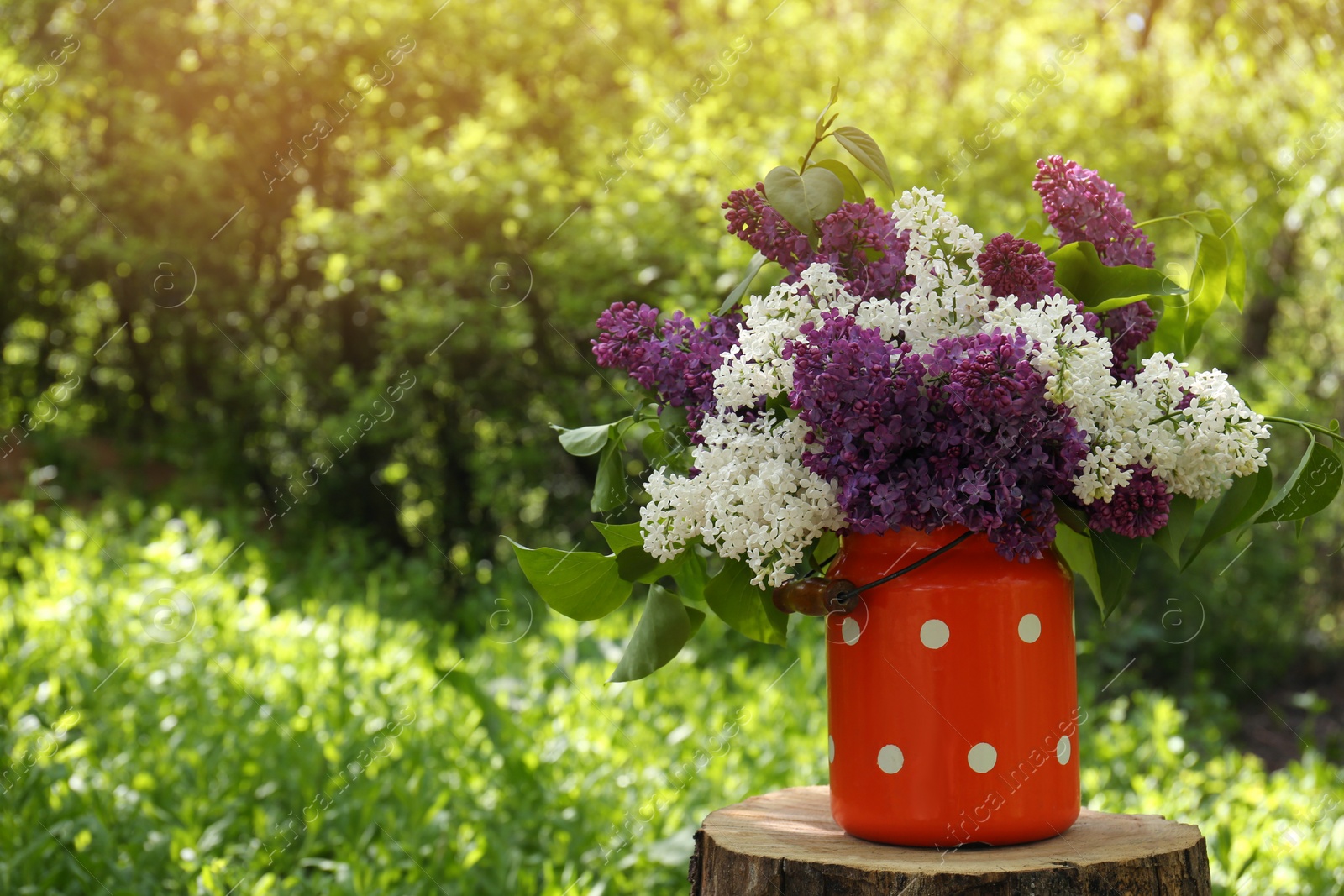 Photo of Bouquet of beautiful lilac flowers in milk can outdoors. Space for text