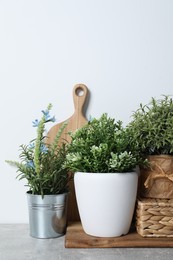 Photo of Different aromatic potted herbs on light grey table, space for text