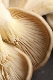 Photo of Fresh oyster mushrooms on dark background, macro view