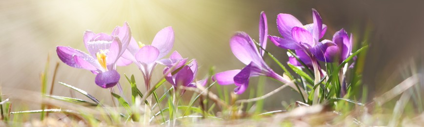 Beautiful purple crocus flowers growing outdoors. Banner design 