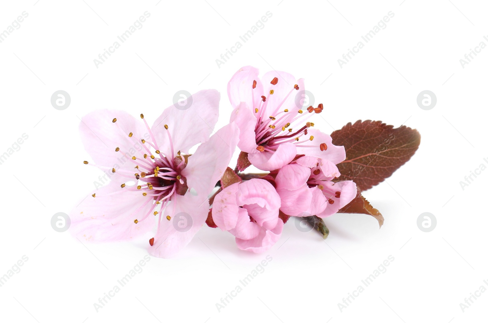 Photo of Beautiful spring tree blossoms isolated on white