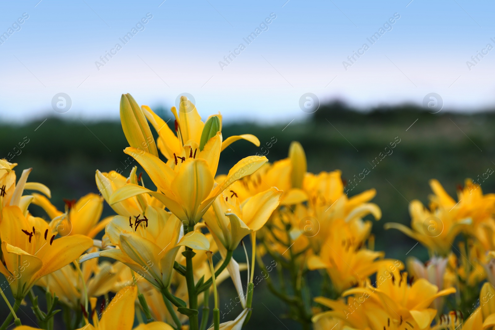 Photo of Beautiful bright yellow lilies growing at flower field