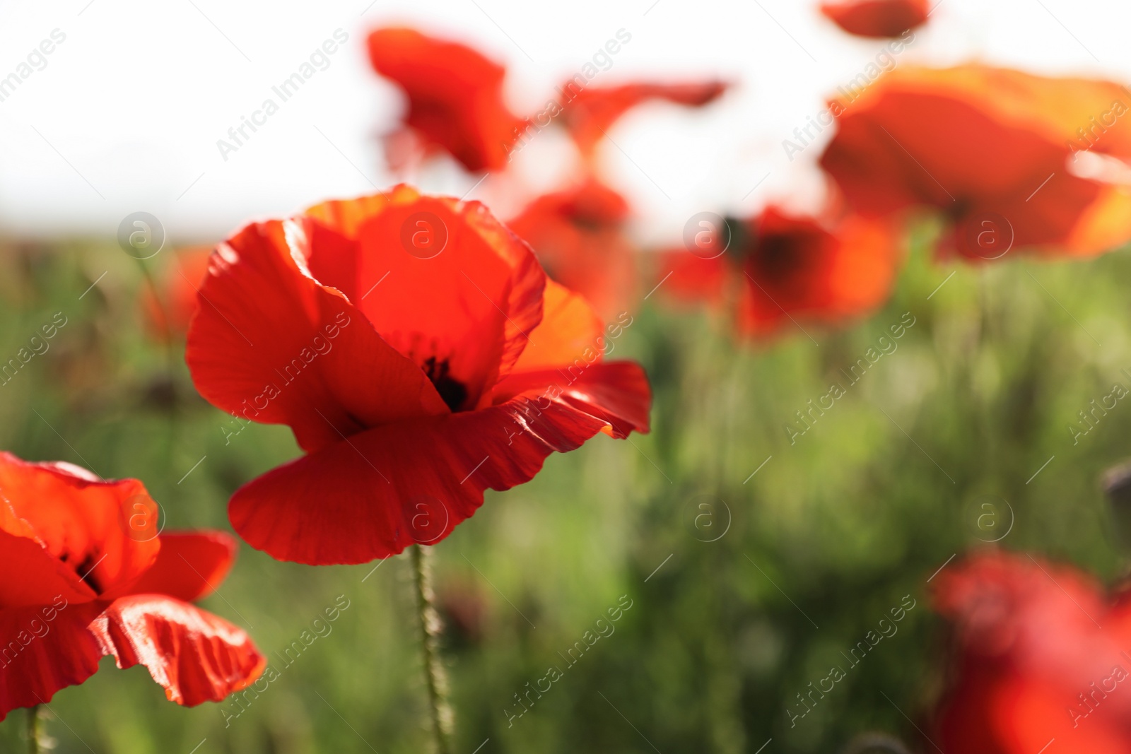 Photo of Beautiful blooming poppy flowers in field on spring day, closeup