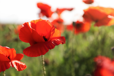 Beautiful blooming poppy flowers in field on spring day, closeup