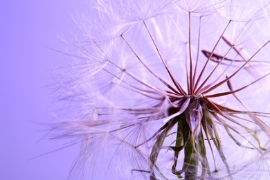 Dandelion seed head on color background, close up