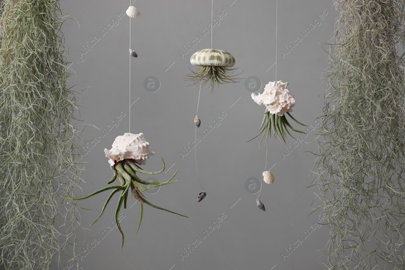 Photo of Tillandsia plants and seashells hanging on grey background. House decor