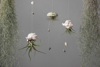 Tillandsia plants and seashells hanging on grey background. House decor