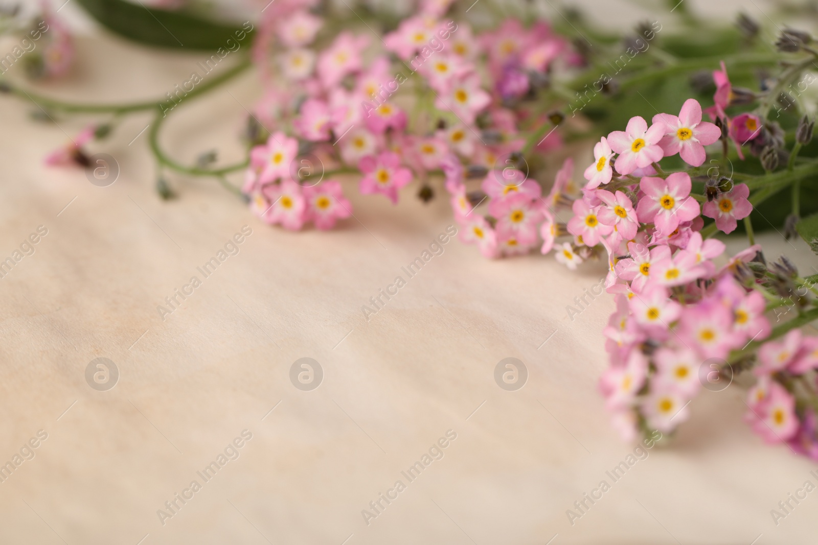 Photo of Beautiful Forget-me-not flowers on parchment, closeup. Space for text