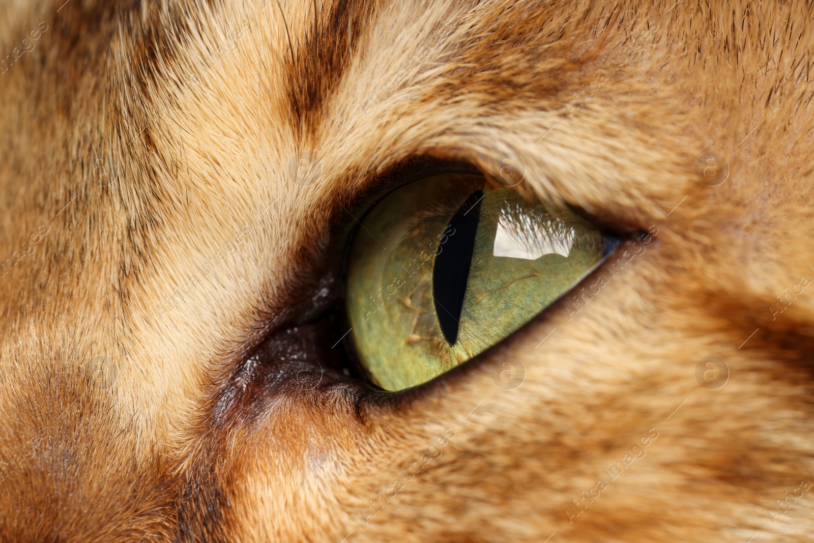 Photo of Macro photo of cat with beautiful eyes. Cute pet