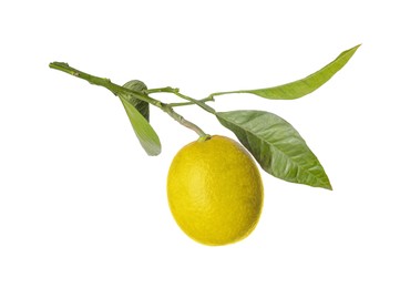 Photo of Lemon tree branch with fruit and leaves on white background