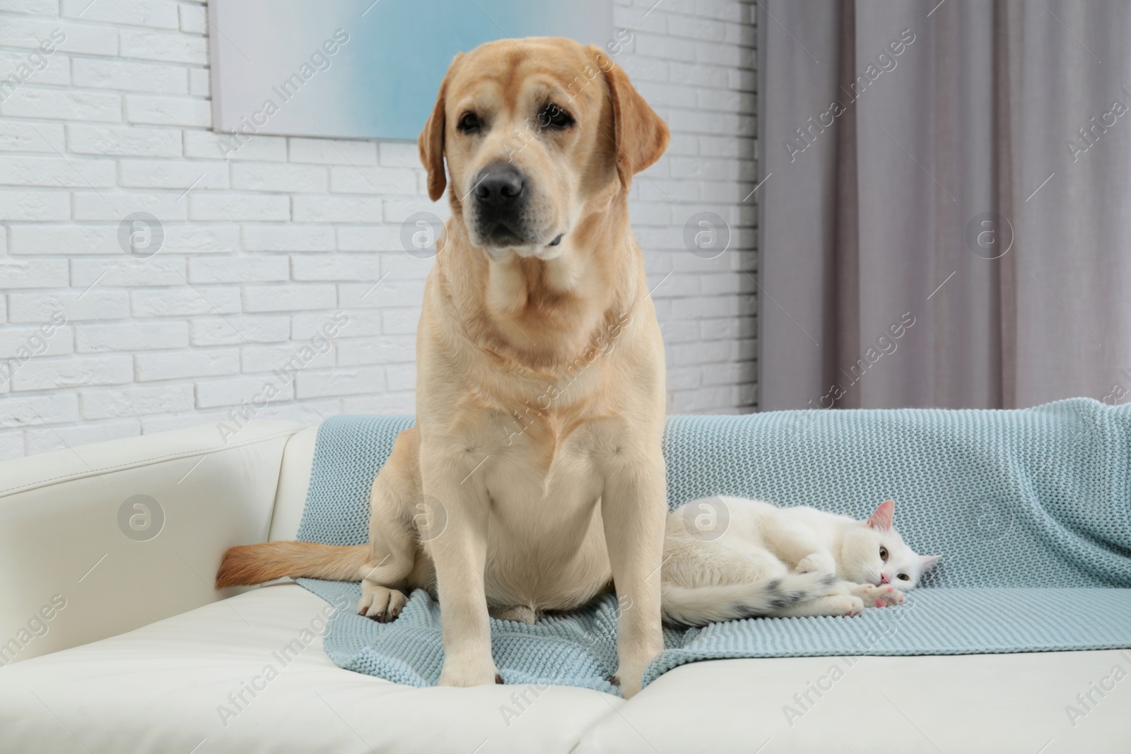 Photo of Adorable dog and cat together on sofa indoors. Friends forever