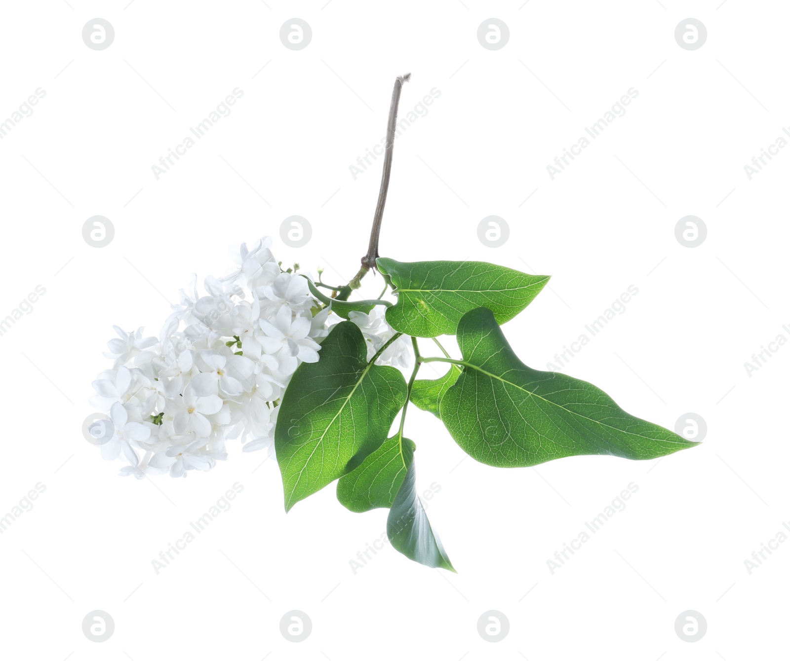 Photo of Beautiful blossoming lilac branch with leaves isolated on white