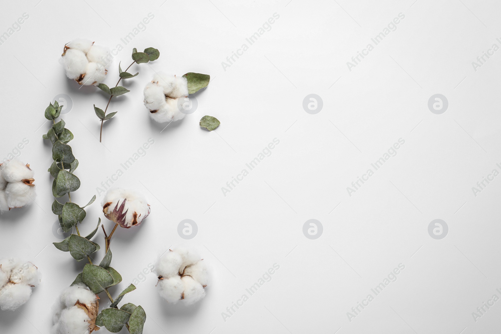 Photo of Fluffy cotton flowers and green leaves on white background, flat lay. Space for text