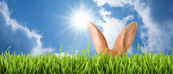 Image of Cute Easter bunny hiding in green grass outdoors, space for text. Banner design