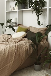 Comfortable bed and different houseplants in bedroom. Interior design