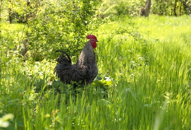 Photo of One beautiful rooster in fresh green grass. Domestic animal