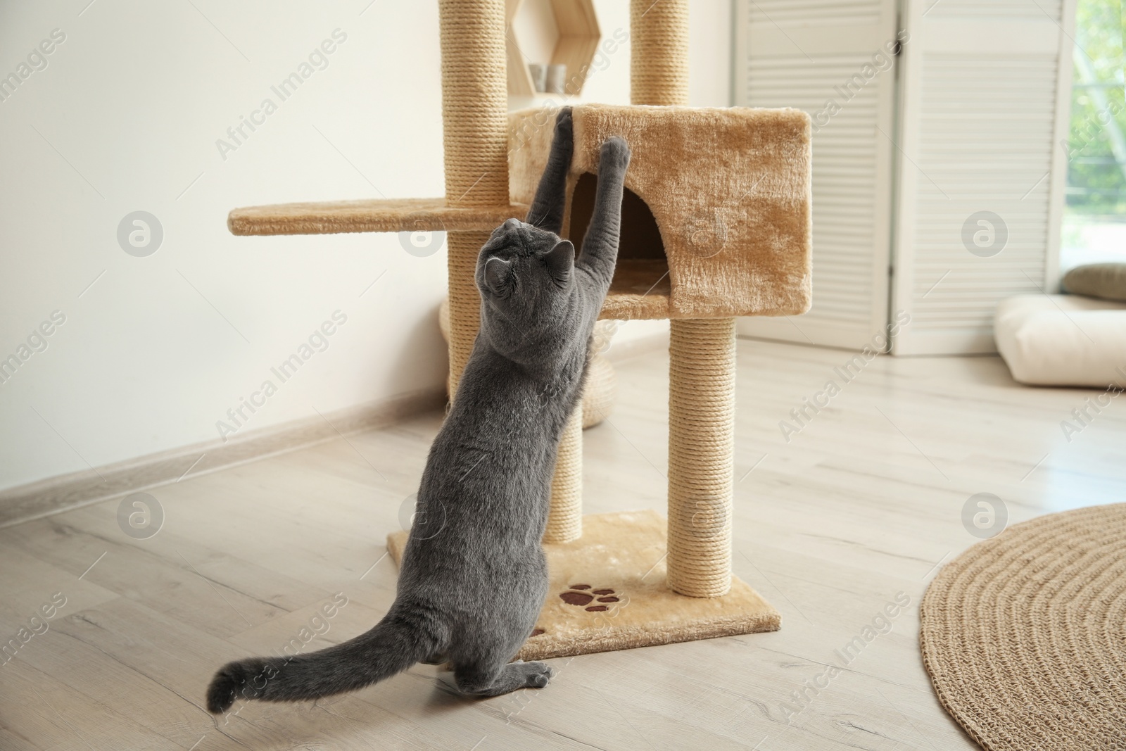 Photo of Cute pet near cat tree at home