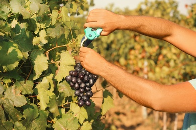 Photo of Man cutting bunch of fresh ripe juicy grapes with pruner, closeup