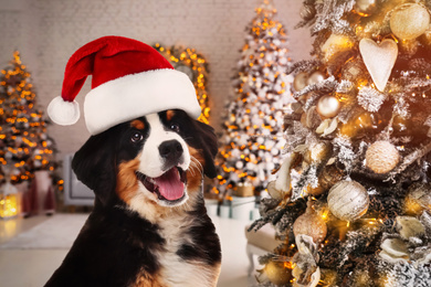 Image of  Adorable Bernese Mountain Dog with Santa hat in room decorated for Christmas 