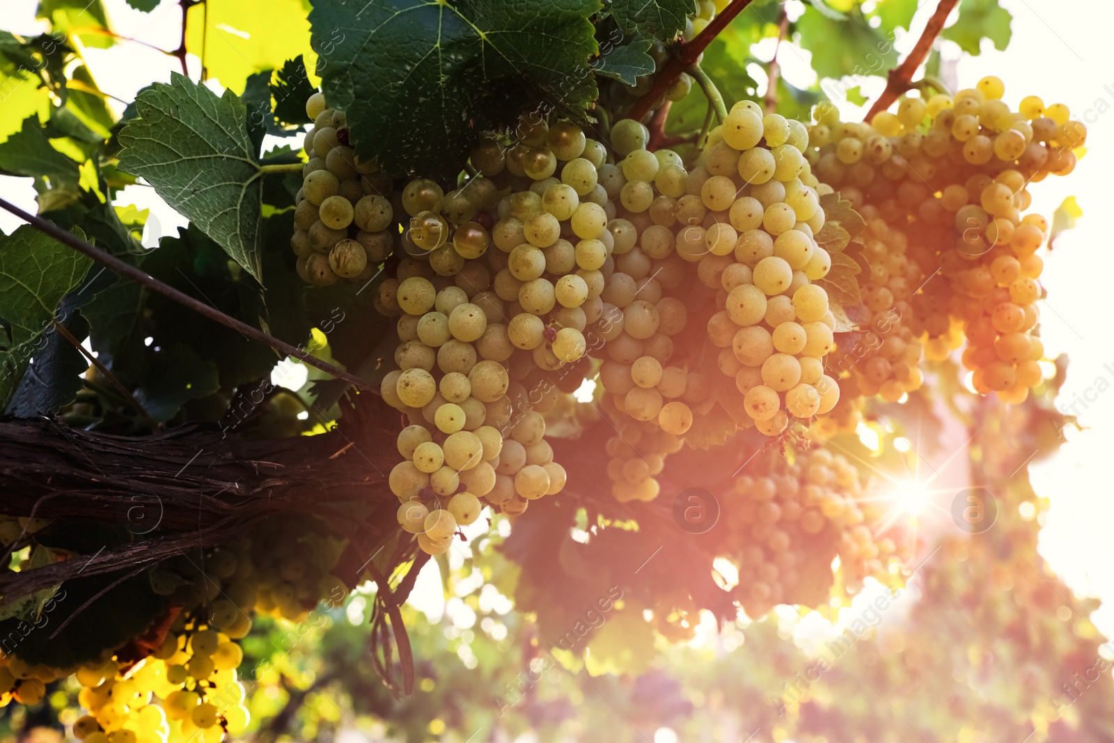 Photo of Delicious ripe grapes in vineyard. Harvest season