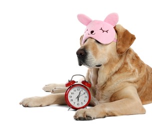 Photo of Cute Labrador Retriever with sleep mask and alarm clock resting on white background