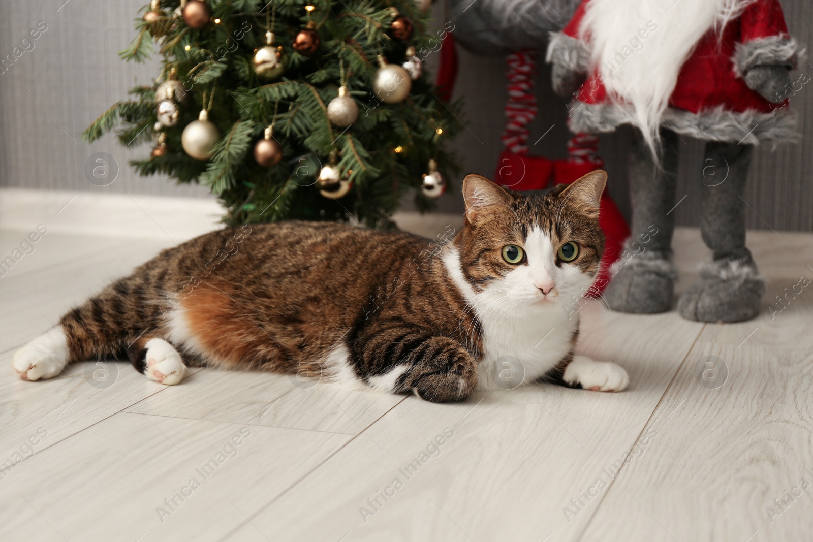 Photo of Cute cat lying on floor near Christmas tree and Scandinavian gnomes at home. Lovely pet