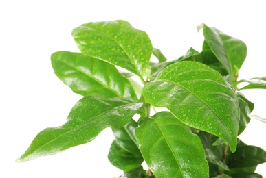 Fresh coffee green leaves on white background, closeup