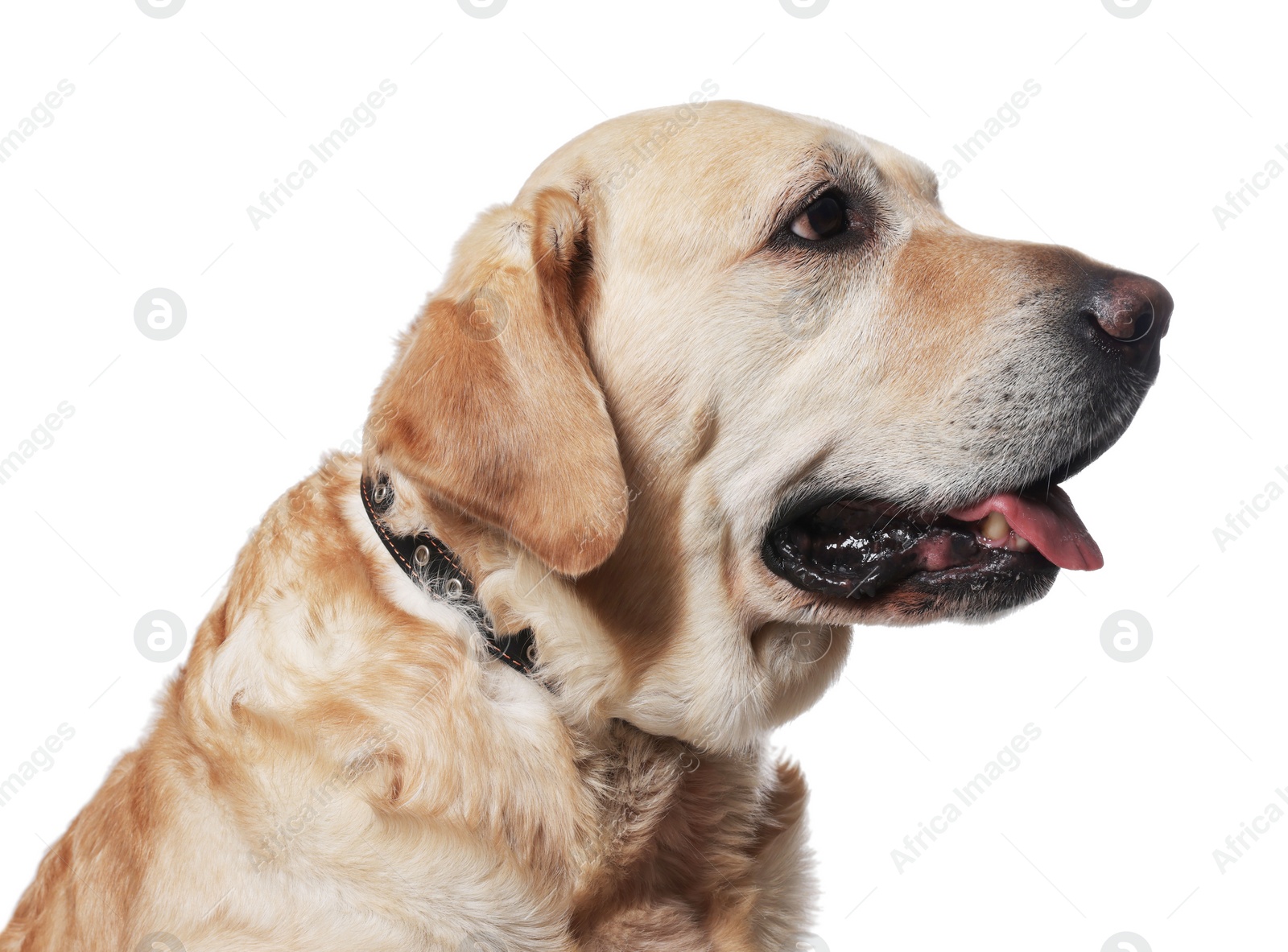 Photo of Cute Labrador Retriever in dog collar on white background