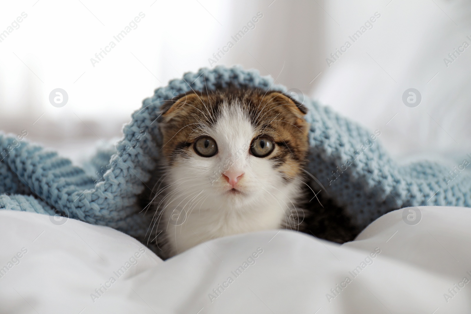 Photo of Adorable little kitten under plaid at home